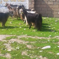 بز شیری چپر|حیوانات مزرعه|دزفول, |دیوار