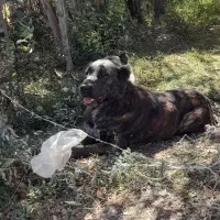 ماده خراسانی|سگ|حسن آباد, |دیوار