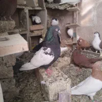 سرته|پرنده|خرمآباد, |دیوار