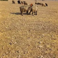 نرمیش|حیوانات مزرعه|دزفول, |دیوار