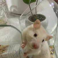 همستر بازیگوش