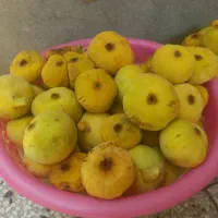 انجیر تازه درشت و شیرین نیشابور