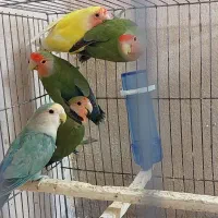 پرنده زینتی کوتوله برزیلی