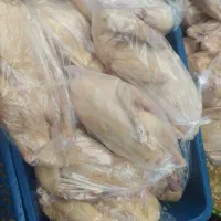 مرغ و خروس و بوقلمون محلی|خوردنی و آشامیدنی|رشت, بازار|دیوار