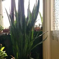 گل های طبیعی