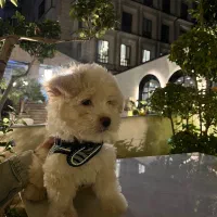 سگ مالتیپو|سگ|تهران, علم و صنعت|دیوار