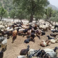 بز غاله معاوضه با ماشین|حیوانات مزرعه|تهران, جماران (نیاوران)|دیوار