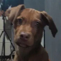 پیتبول|سگ|بجنورد, |دیوار