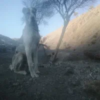 توله‌ها سرابی افغان|سگ|کرمان, |دیوار