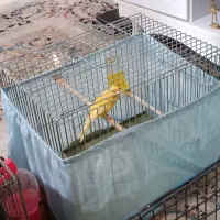 فروش ۸ عدد قناری و ماده آماده تخم گذاری|پرنده|اسلامشهر, مظفریه|دیوار