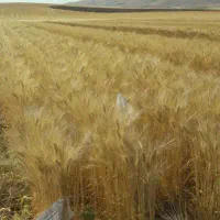 گندم یاواروس،قلاونی،درووم با قوه نامیه 98درصد