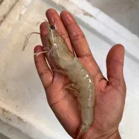 میگو پرورشی بزرگ|ماهی|قشم, |دیوار