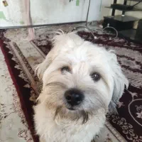 لِعو|سگ|اردبیل, |دیوار