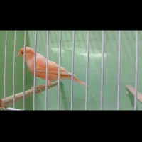 مستخون نر شلاقی پای جفت نرفته قناری 2026