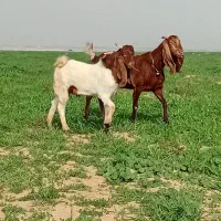 بزافغانی اصلی 3 قلو زا