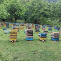 عسل طبیعی خلخال|خوردنی و آشامیدنی|رشت, فخب|دیوار