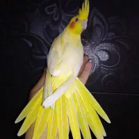 لوتینو کاملا زعفرونی عروسک