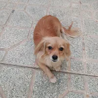 سگ پامر|سگ|مبارکه, |دیوار