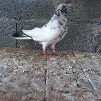 کبوتر فروشی|پرنده|کلاچای, |دیوار