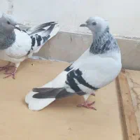 کبوتر دم سفید