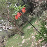 خریدار وام ازدواج و جانبازان