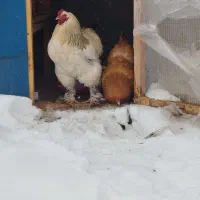 خروس برهما غول‌پیکر