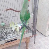 شاه طوطی ۱۱ماهه جنسیتدبه احتمال زیاد نر