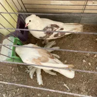 کفترکاکلی پرپا خوش ذات خوش قیمت