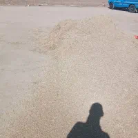 کاه لوبیاچیتی و سفیدفروشی|لوازم جانبی حیوانات|کلاله, |دیوار