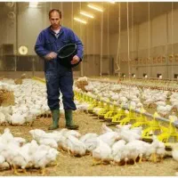 کارگر مرغداری گوشتی ، اتومات