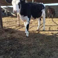 فروش گوساله جنس