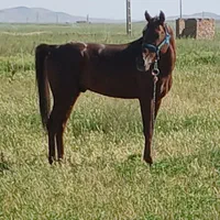 اسب کرد نریان سن سه  هیچ مشکلی نداره سردمگیر ورقص