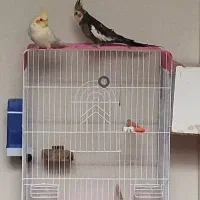 عروس هلندی|پرنده|بجنورد, |دیوار