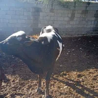 گاو|حیوانات مزرعه|تخت, |دیوار