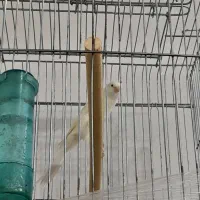 قناری قواره داره دم ۱۲ نیم