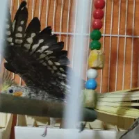 عروس هلندی|پرنده|اسفراین, |دیوار