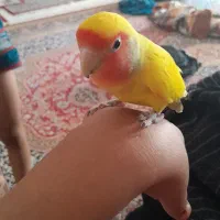 طوطی|پرنده|کرمان, |دیوار