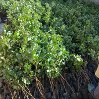 فروش ویژه ای نهال پسته