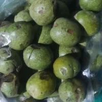 فروش گردو تر