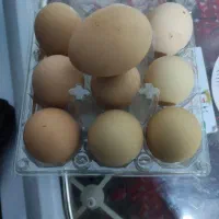 تخم نطفه دار پیلیمونت راک|حیوانات مزرعه|مبارکه, |دیوار