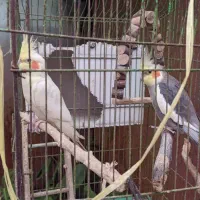 فروش سه عدد عروس هلندی
