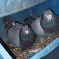 پلاکی سبز وپولک اصیل شب بازی