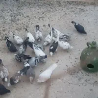 کبوتر معاوضه  با انگشتر یا گردنبند|پرنده|یزد, |دیوار