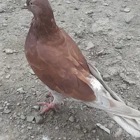 کبوتر بلند پرواز|پرنده|رشت, فخب|دیوار