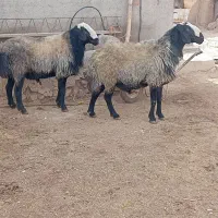 فروش چهار رس قوچ اصیل