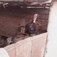 دوعدد بت نر و یک ماده|حیوانات مزرعه|تیمور آباد, |دیوار