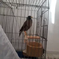 میناسخنگووراج|پرنده|قصرشیرین, |دیوار