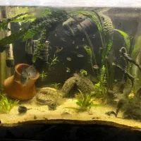 ماهی سیچیلاید گورخری|ماهی|آمل, |دیوار