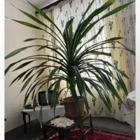 گلدانی زینتی برا.رستوران .خانه بزرگ .کافه تریاوغیر