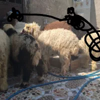 بز با بره درهندیجان|حیوانات مزرعه|بندر ماهشهر, |دیوار